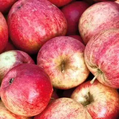 Яблоня ШТРИФЕЛЬ в Барановичах