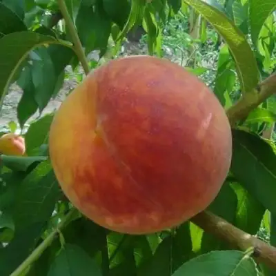 Персик ВАЙН ГОЛД Т3 в Барановичах