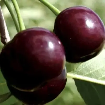 Дюк КСЕНИЯ (ЧЕРЕВИШНЯ) в Барановичах