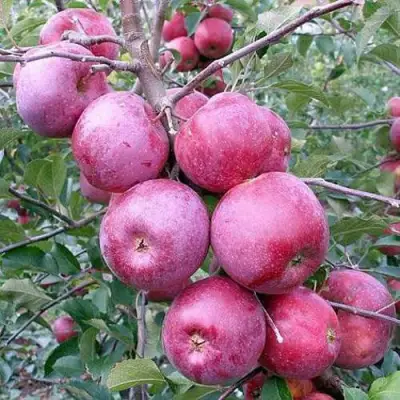 Яблоня ФЛОРИНА в Барановичах