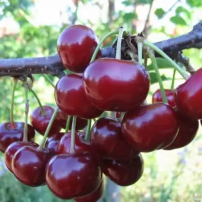 Вишня НОРД СТАР в Барановичах