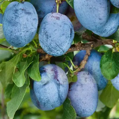 Слива ОДА в Барановичах