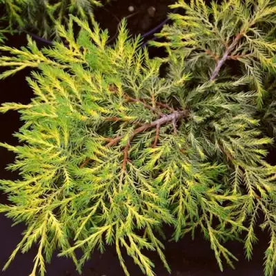 Можжевельник КИНГ ОФ СПРИНГ средний в Барановичах