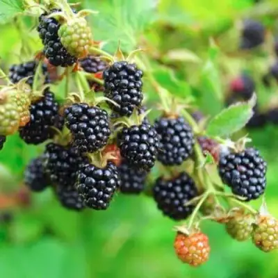 Ежевика АПАЧИ бесшипная  в Барановичах