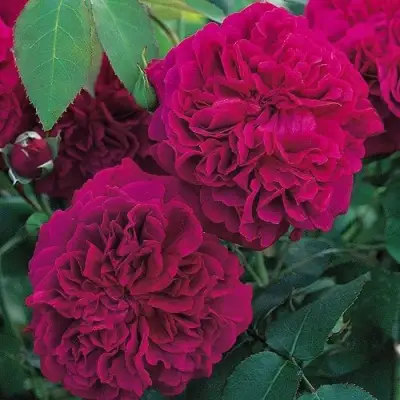 Роза ВИЛЬЯМ ШЕКСПИР английская в Барановичах