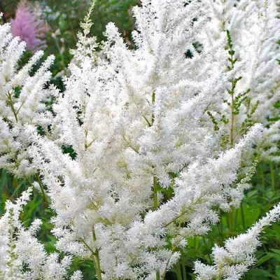 Астильба ДИАМАНТ Арендса в Барановичах