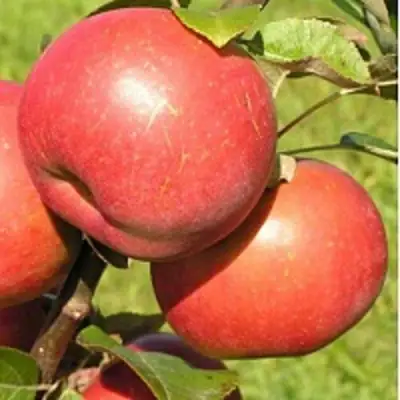 Яблоня РЕДКРАФТ в Барановичах