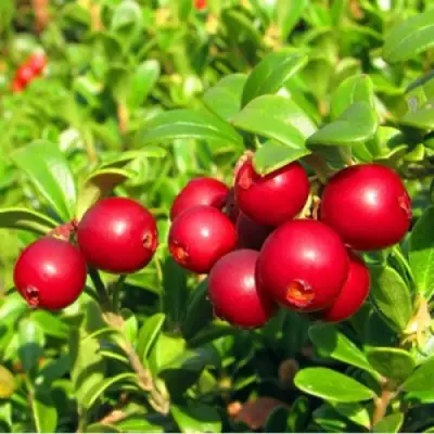 Брусника садовая РЕД ПЕРЛ в Барановичах