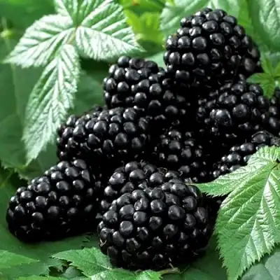 Ежевика БЛЭК БЬЮТИ в Барановичах