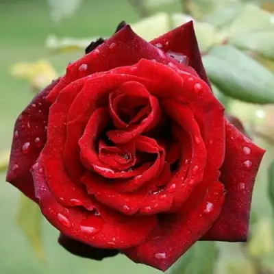 Роза ТАБУ чайно-гибридная в Барановичах