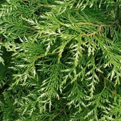 Туя СМАРАГД ВАРИЕГАТА западная в Барановичах