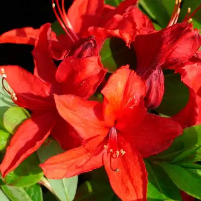 Азалия НАБУКО листопадная в Барановичах