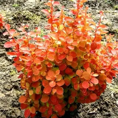 Барбарис ОРАНЖ ФАЙЕР тунберга в Барановичах