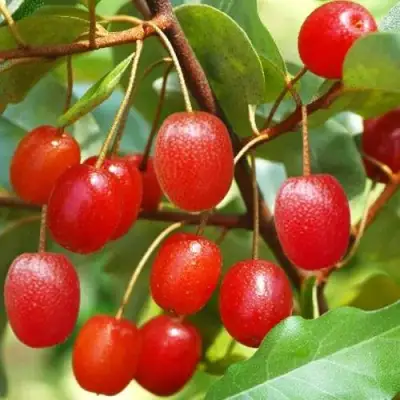 ГУМИ (ЛОХ МНОГОЦВЕТКОВЫЙ) в Барановичах