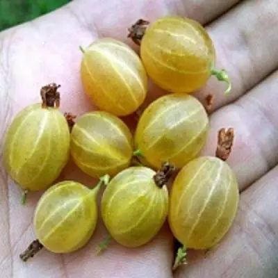 Крыжовник ЯРОВОЙ в Барановичах