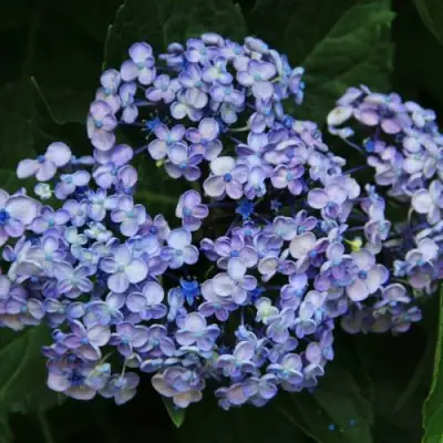Гортензия АИША крупнолистная  в Барановичах