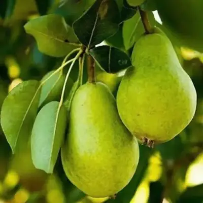 Груша СЕВЕРЯНКА колонновидная в Барановичах