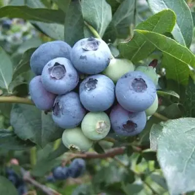 Голубика БЛЮЭТТА в Барановичах