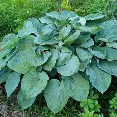 Хоста ЭЛЕГАНС Зибольда в Барановичах