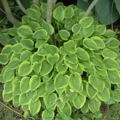 Хоста ГОЛДЕН ТИАРА в Барановичах