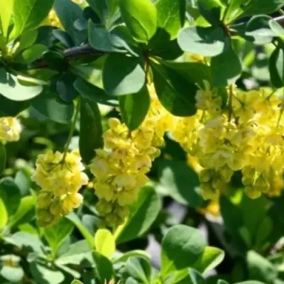 Барбарис ИНДИАН САММЕР  в Барановичах