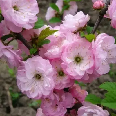 Миндаль ТРЁХЛОПАСТНЫЙ (луизеания) в Барановичах