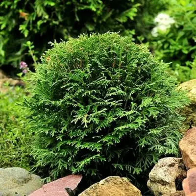 Туя ДАНИКА западная в Барановичах