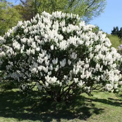 Сирень РОЧЕСТЕР в Барановичах