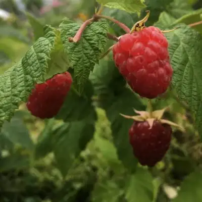 Малина КАРАМЕЛЬНАЯ в Барановичах