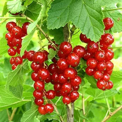 Смородина красная ФЕРТОДИ в Барановичах