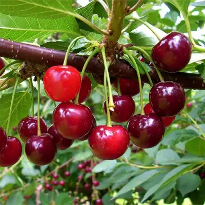 Вишня БРУСНИЦЫНА степная в Барановичах