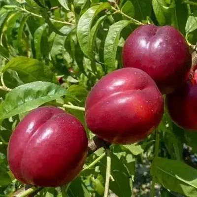 Нектарин БИГ-ТОП в Барановичах