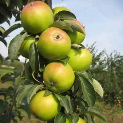 Яблоня ЛУКОМОР колонновидная в Барановичах