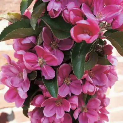 Яблоня ЗЕЛЁНЫЙ БУКЕТ декоративная в Барановичах