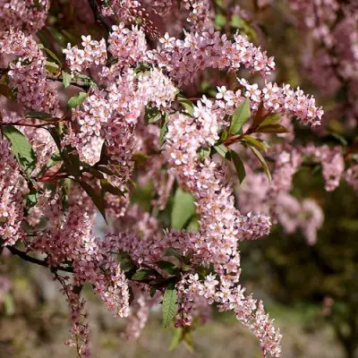 Черемуха НЕЖНОСТЬ в Барановичах