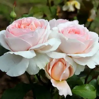 Роза АНДРЕ ЛЕ НОТР чайно-гибридная в Барановичах