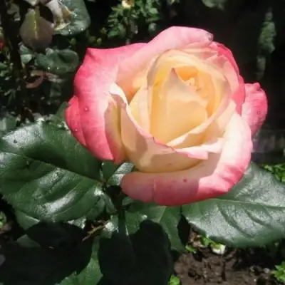 Роза БЕЛА ПЕРЛА чайно-гибридная в Барановичах