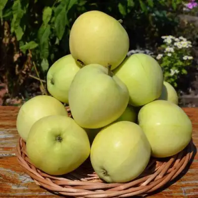 Яблоня ПАПИРОВКА в Барановичах