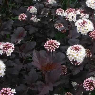 саженцы пузыреплодника диабло