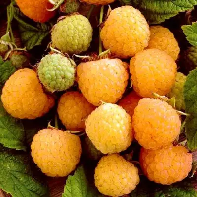 Малина ЗОЛОТЫЕ КУПОЛА в Барановичах