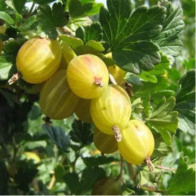 Крыжовник БЕРИЛЛ в Барановичах