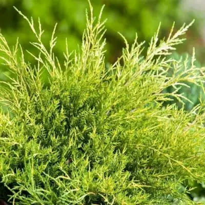 Можжевельник ОЛД ГОЛД средний в Барановичах