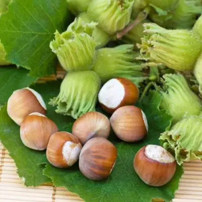 Фундук КРЕПКИЙ ОРЕШЕК в Барановичах