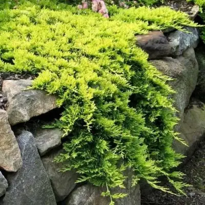 Можжевельник ГОЛДЕН КАРПЕТ горизонтальный  в Барановичах