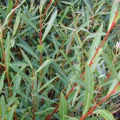 Ива НАНА пурпурная в Барановичах