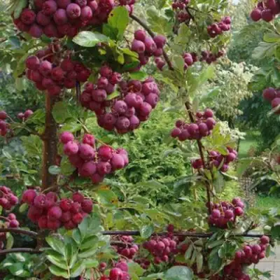 Рябина ДЕСЕРТНАЯ МИЧУРИНА сладкоплодная в Барановичах