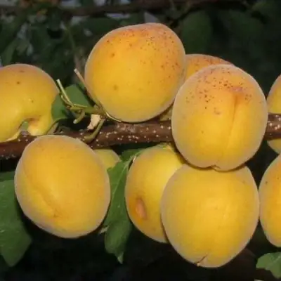 Абрикос ДЕСЕРТНЫЙ ГОЛУБЕВА в Барановичах