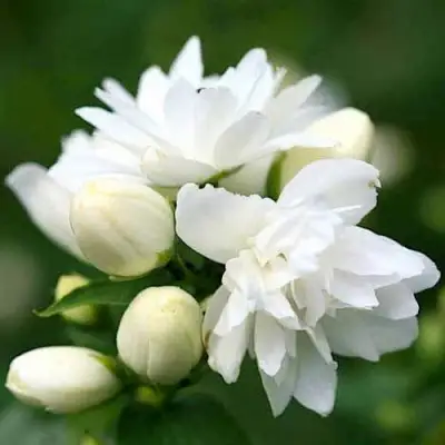 Жасмин ШНЕЕШТРУМ в Барановичах