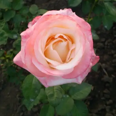 Роза БЕЛА ПЕРЛА чайно-гибридная в Барановичах