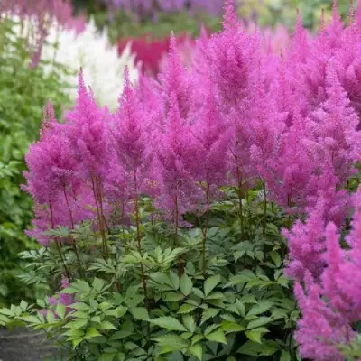 Астильба АМЕТИСТ Арендса в Барановичах